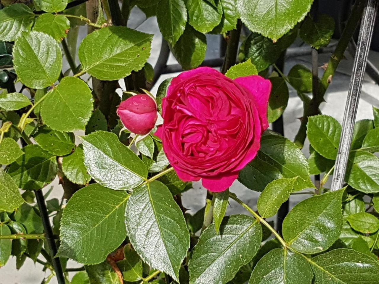 Landgut Apfelrose FDH Exterior foto